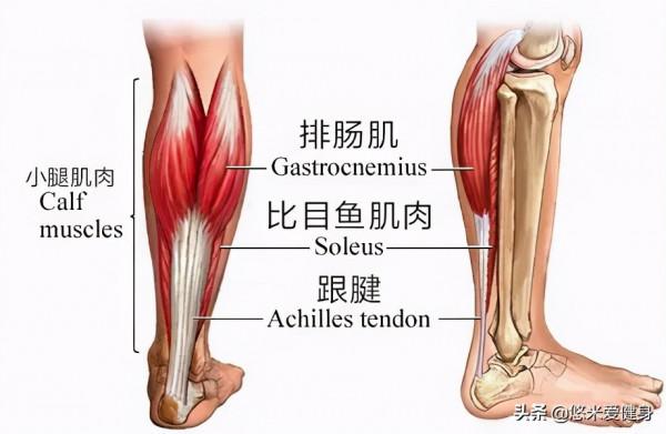 堅持每天踮腳尖,到底有沒有效果呢? 堅持每天踮腳尖,到底有沒有效果呢?