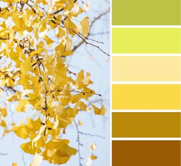 兒童畫教程|創意寫生美術課程《片片銀杏葉》 兒童畫教程|創意寫生美術課程《片片銀杏葉》