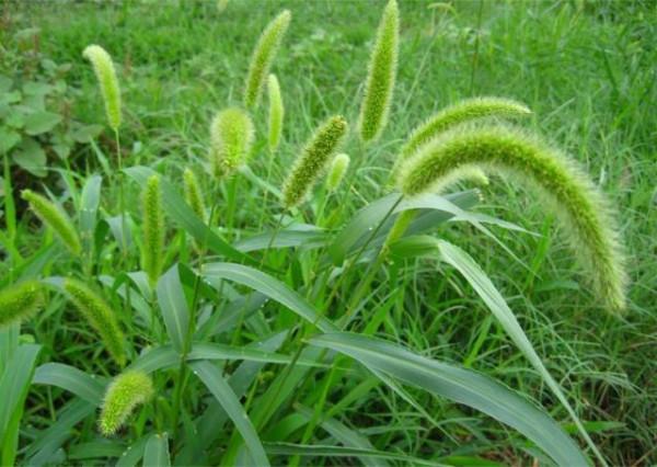 草民看歷史：“食”遍天下與原始農業文明（二）