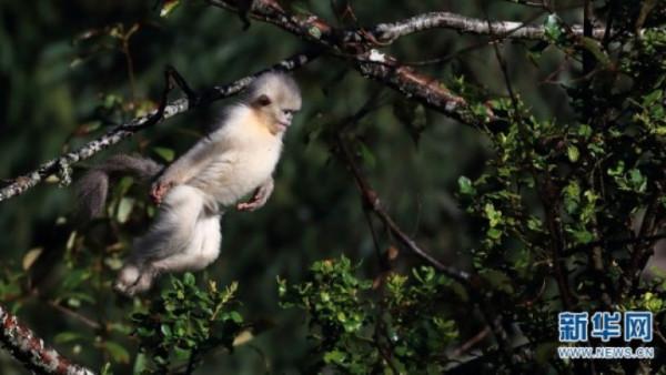 萌化了!滇金絲猴“幼崽”花式追逐打鬧 萌化了!滇金絲猴“幼崽”花式追逐打鬧