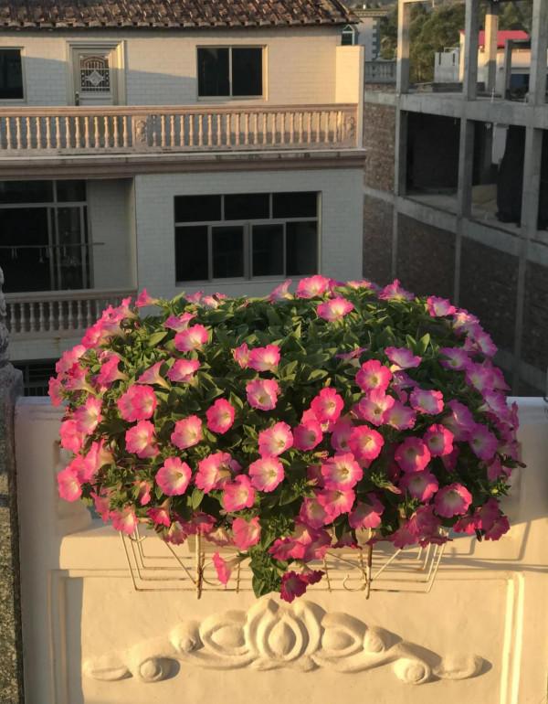 矮牽牛花，要想開花爆盆，就要大剪大修，有舍才有得