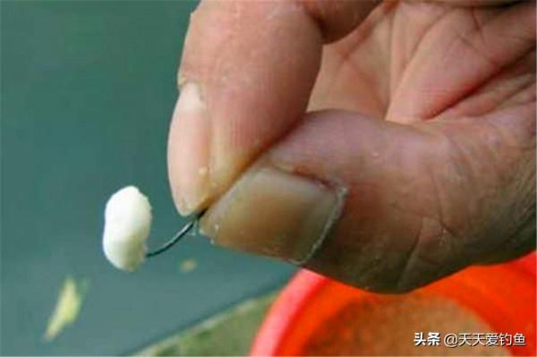 仲秋釣鯽魚，用這種民間特色餌料，只要有魚咬鉤，肯定是大鯽魚