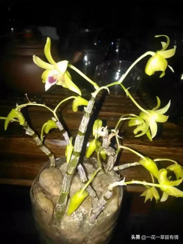 不知朋友們，有沒有在雲南買過，或網購過鮮石斛，自己在家可栽活