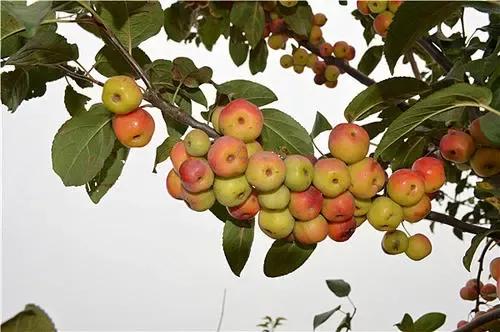 處女座2021年11月運勢 處女座2021年11月運勢