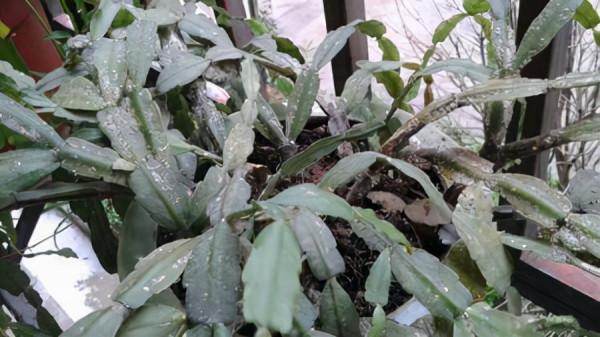 你過來，我告訴你秋冬季植物怎樣養護？