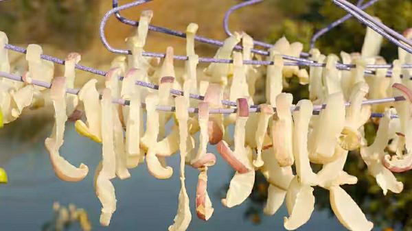 這5種廉價的蔬菜曬成幹，口感翻倍！放一年不壞，冬天燉肉特解饞