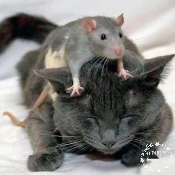 你知道哪些動物有奇特功能 你知道哪些動物有奇特功能