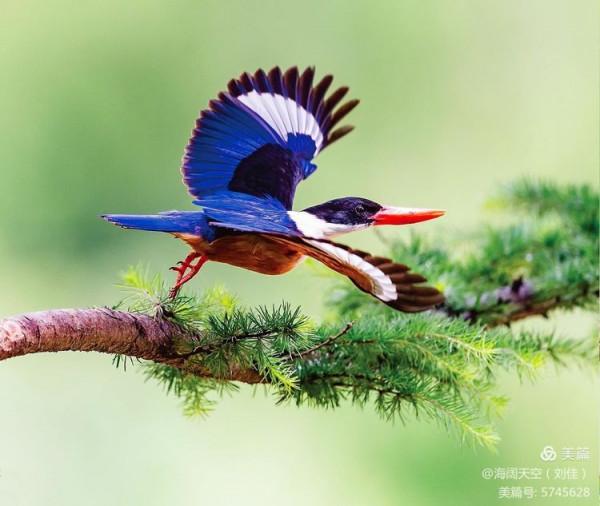 自然界中最美的鳥兒之一藍翡翠