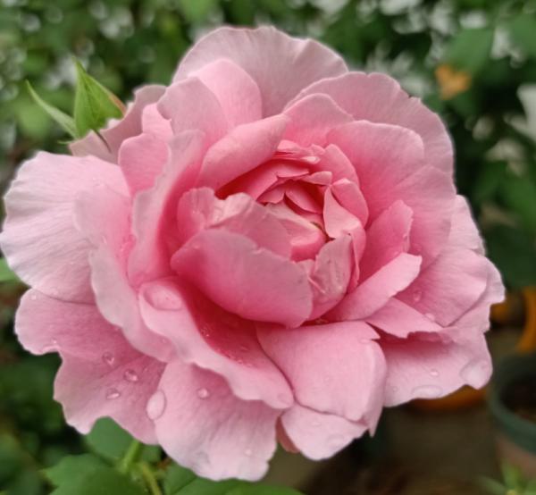 養花記住“4個有”,新手很容易學會,初步養好花沒問題 養花記住“4個有”,新手很容易學會,初步養好花沒問題