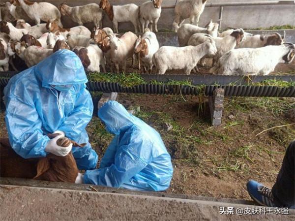 “布病”到底是什麼病?如何傳染的?能治好麼? “布病”到底是什麼病?如何傳染的?能治好麼?