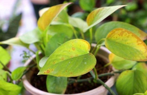 綠蘿黃葉掉葉只剩光桿，扔了再買太可惜，扦插枝條就能快速長滿盆