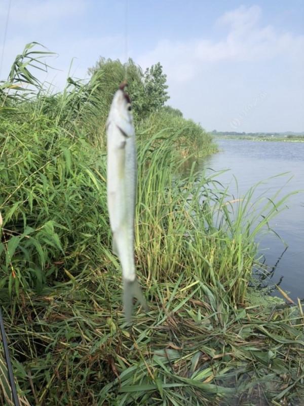 2021垂釣日誌之48，白馬湖高溫揮汗提鯽忙