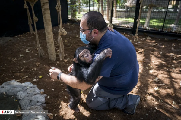 被遺棄的黑猩猩被人類照顧長大,最後卻慘遭同類打死 被遺棄的黑猩猩被人類照顧長大,最後卻慘遭同類打死