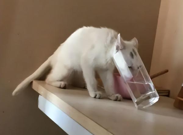 隔夜茶是&OpenCurlyDoubleQuote;害人水&rdquo;，不僅有毒還致癌？不敢喝隔夜茶的人看看吧