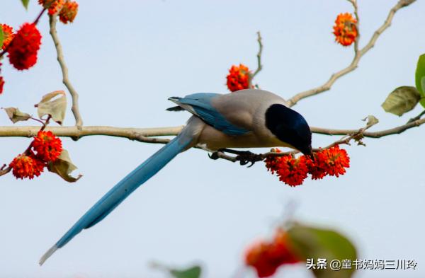 別人家的自然達人爸爸,光看照片都養眼啊 別人家的自然達人爸爸,光看照片都養眼啊