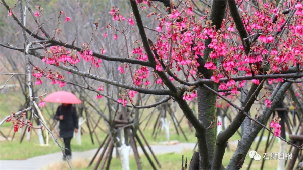 鳥語花香醉遊人，石獅春光藏不住
