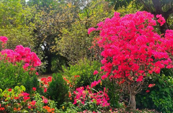 觀賞精品杜鵑 觀賞精品杜鵑