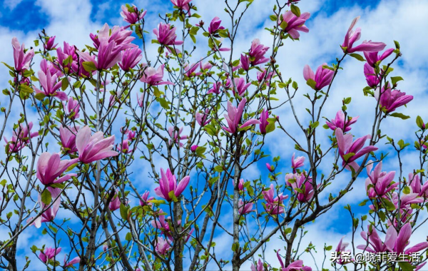 庭院常見的5種“吉祥樹”,高雅大氣有品位,養成老樁更“旺家” 庭院常見的5種“吉祥樹”,高雅大氣有品位,養成老樁更“旺家”