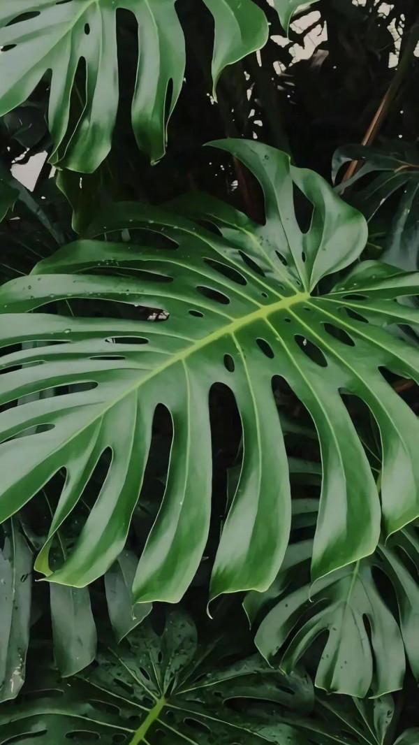 墨玉般的養眼綠植桌布，走過路過不要錯過