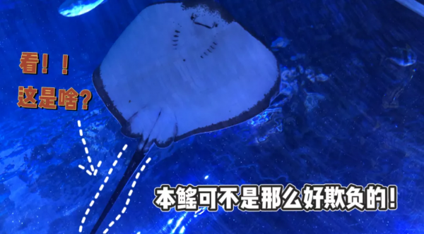 沒想到!華夏文旅這個“笑面虎”竟然是鯊魚的近親 沒想到!華夏文旅這個“笑面虎”竟然是鯊魚的近親