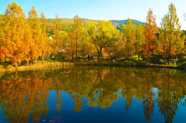 菊花、銀杏、垂柳、楓葉、黃櫨……快收藏市屬公園賞秋指南(附古詩) 菊花、銀杏、垂柳、楓葉、黃櫨……快收藏市屬公園賞秋指南(附古詩)
