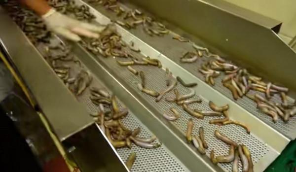 福建大哥做小吃，日賣500斤要洗十幾次，網友：再幹淨我也不敢吃