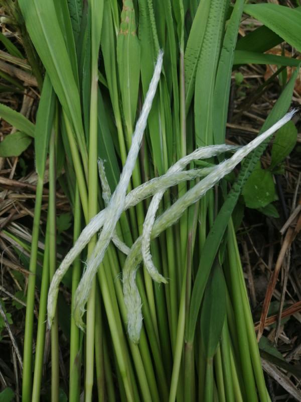 農村18種美味野果,你吃過幾種?能說出名字嗎?一起來認識下 農村18種美味野果,你吃過幾種?能說出名字嗎?一起來認識下