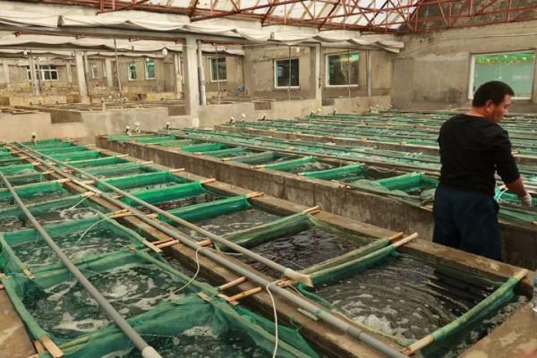 廣東小夥養殖鮑魚，獨門秘方一斤賣出280元，帶領農戶走上致富路
