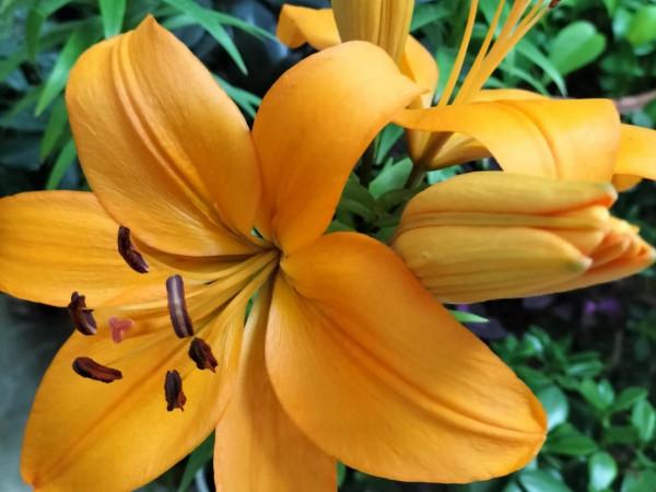 這一年 我的花花草草 驚豔了我的小院 驚豔了我的心