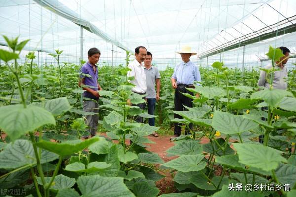 這兩種肥料用來種植蔬菜你用過嗎?無毒無害,那才叫一個好 這兩種肥料用來種植蔬菜你用過嗎?無毒無害,那才叫一個好