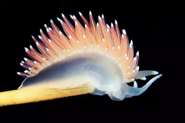 70種珍貴的魚欣賞（圖）