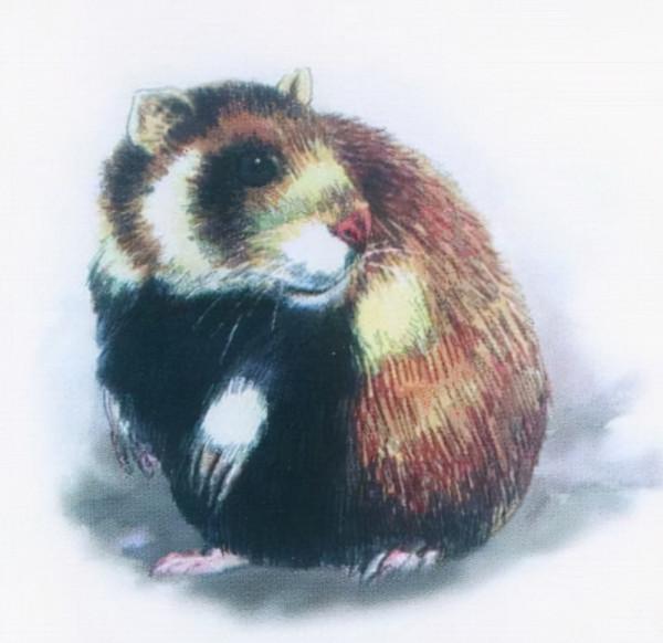 殖民時代，被人類滅絕的23種可愛的動物，如今只留下了最後的圖片