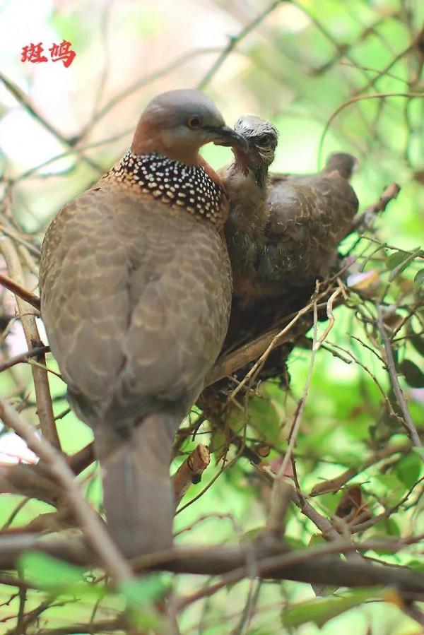 九種只有農村能看到，城市看不到的小鳥兒