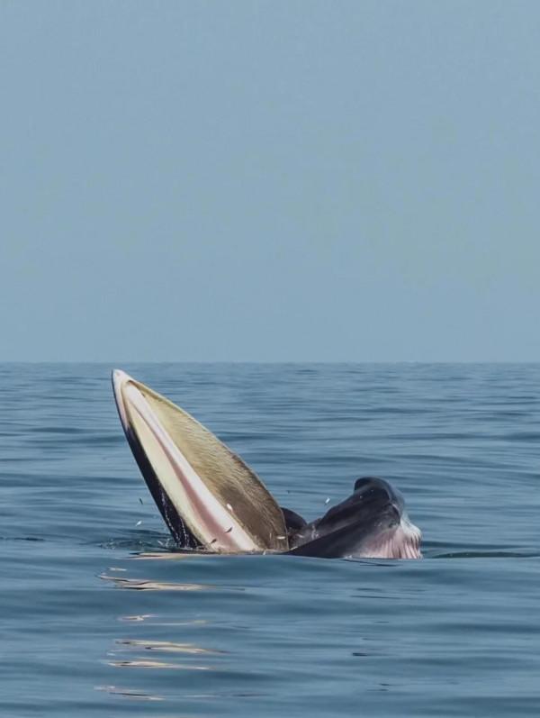 2月國寶級美景!不輸瑞士的神秘淨土,最早綻放的萬畝花海 2月國寶級美景!不輸瑞士的神秘淨土,最早綻放的萬畝花海