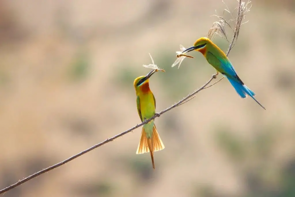 “中國最美小鳥”到底有多美？