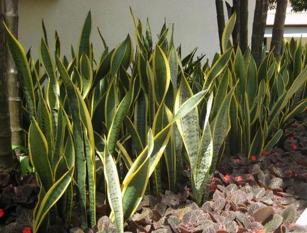 虎皮蘭有“3喜3怕”,做對了,葉片槓槓厚,爆滿小崽子,真好看 虎皮蘭有“3喜3怕”,做對了,葉片槓槓厚,爆滿小崽子,真好看