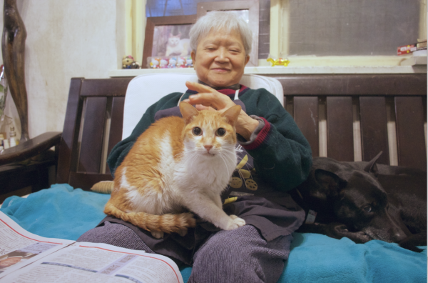 「專訪」朱天心：流浪動物對我無益就不該存活？單一價值令人膽寒