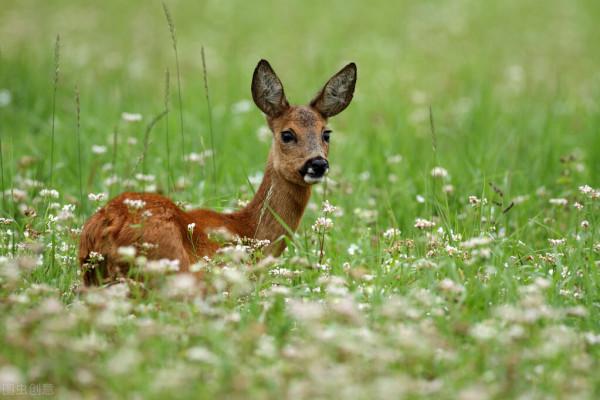 故事:打獵的屠夫 故事:打獵的屠夫