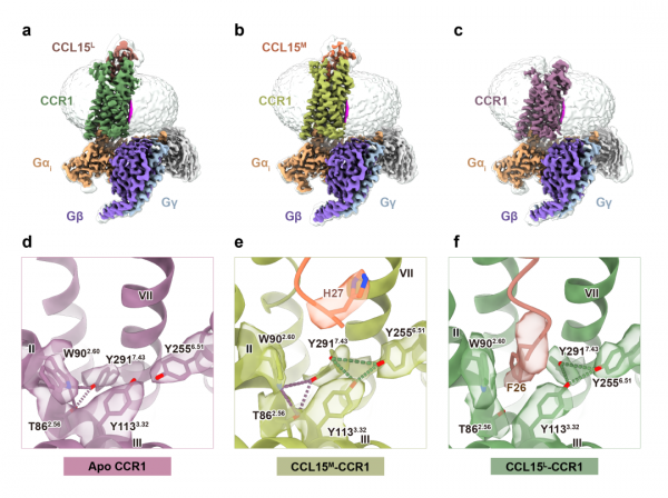 發現關鍵“扳道工” !浙大團隊揭示哮喘藥物研發新思路 發現關鍵“扳道工” !浙大團隊揭示哮喘藥物研發新思路