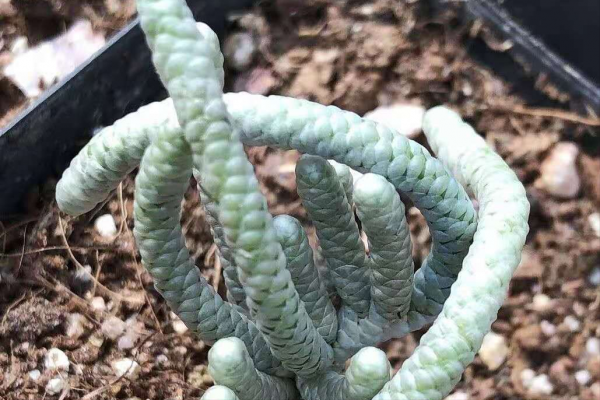 九種多肉,醜得不想看第二眼,越醜價格還越貴 九種多肉,醜得不想看第二眼,越醜價格還越貴