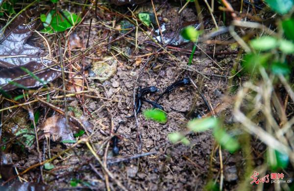 野外放歸鎮海棘螈 助力生物多樣性保護