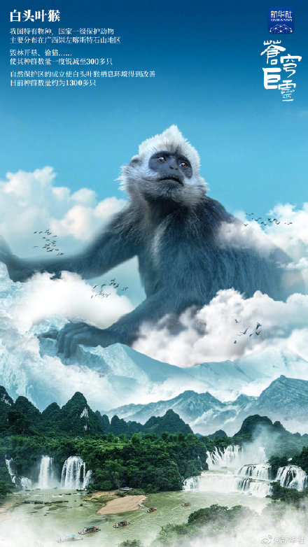 動物園見過的這些猴子，竟然是國家一級保護動物