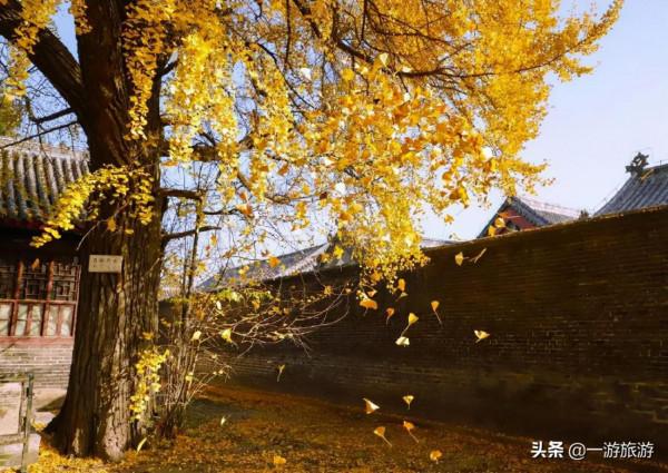 曲阜三大深秋醉美打卡地