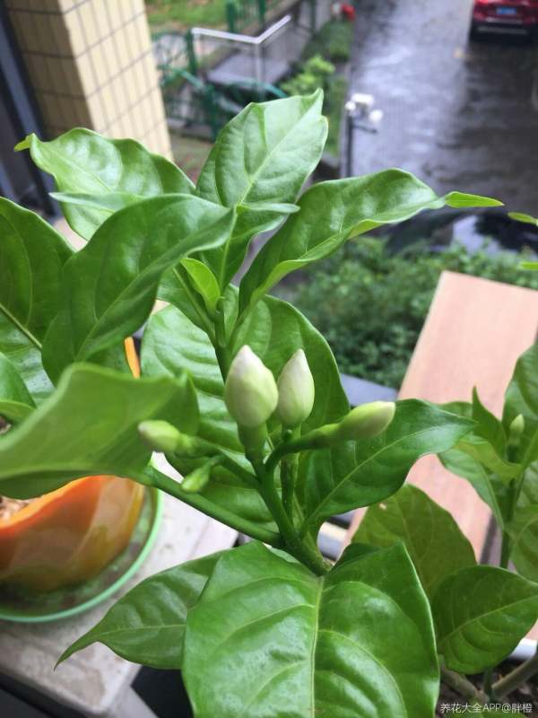 名聲不好的花，人人“談之色變”，可我就是愛養，因為開花太美