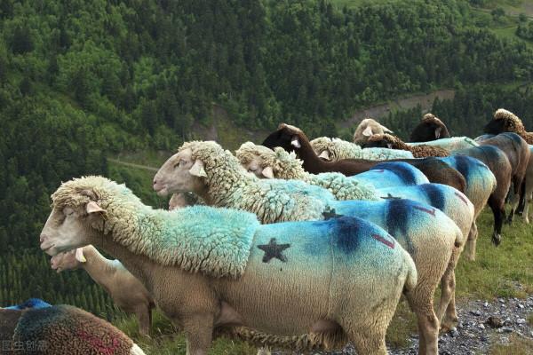 深度｜美聯儲即將加息，這次輪到我們&OpenCurlyDoubleQuote;剪羊毛&rdquo;了