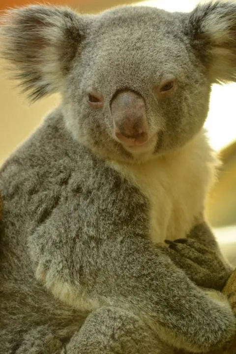 考拉快滅絕了？澳洲野外考拉三年狂少30%，只剩3萬多隻了