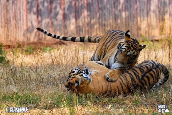 2022元旦虎虎特輯!高畫質多圖,虎年賞虎,虎虎生威 |廣西旅遊年卡 2022元旦虎虎特輯!高畫質多圖,虎年賞虎,虎虎生威 |廣西旅遊年卡