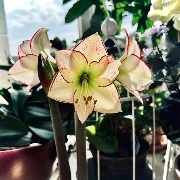 在家打造陽臺花園，種這5種花就夠了，小陽臺也能變花海