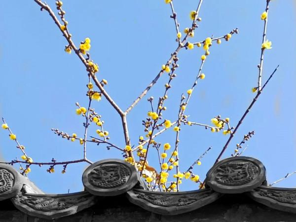 青州第一波臘梅已上線&excl;尋香看這裡&excl;