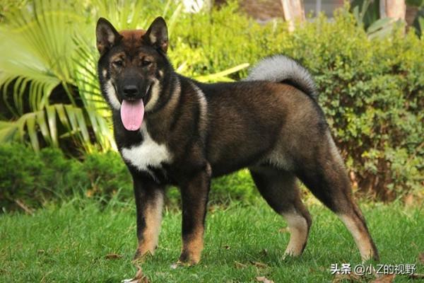 被日本指定為天然紀念物，分別有哪些犬種，原產自哪裡